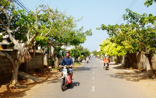 Construcción de nuevo campo en el distrito insular Phu Quy - ảnh 3