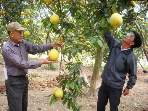 Hanoi lidera la construcción de nuevo campo - ảnh 2