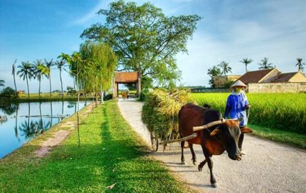 Hanoi lidera la construcción de nuevo campo - ảnh 3