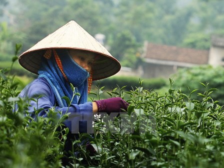 Festival “Aroma del té de primavera” - ảnh 1