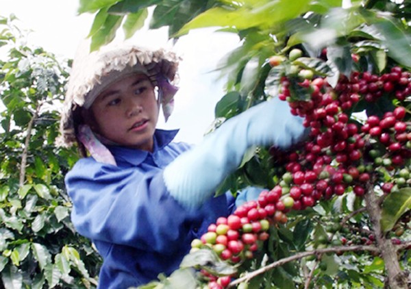 Nueva primavera en los campos de alta tecnología de Langbiang - ảnh 2