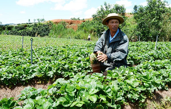 Nueva primavera en los campos de alta tecnología de Langbiang - ảnh 1