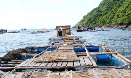 Nueva vida en la isla Hon Chuoi  - ảnh 1