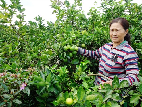 Nueva primavera en el pueblo del nuevo  campo Long An - ảnh 2