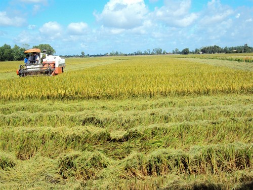 Nueva primavera en el pueblo del nuevo  campo Long An - ảnh 3