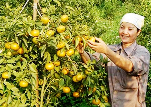 Construcción del nuevo campo a través del cultivo de naranjas - ảnh 2