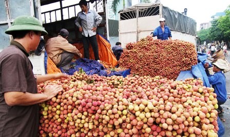 Señales alentadoras de exportación en la puerta fronteriza internacional Lao Cai - ảnh 1