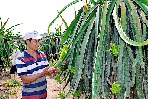 Respaldan a agricultores en el fomento rural en Dong Nai - ảnh 3