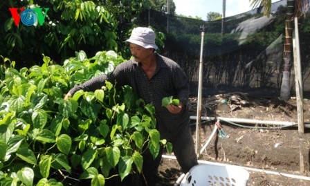 Un jardín de Cochinchina vietnamita en Hawái - ảnh 2