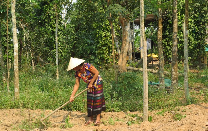 Las mujeres Van Kieu fomentan la economía - ảnh 1