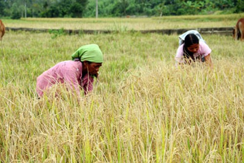 Fomentan nuevo campo en zonas montañosas de Khanh Hoa  - ảnh 1