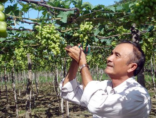 Viticultura en desarrollo ecoturístico en Ninh Thuan  - ảnh 1