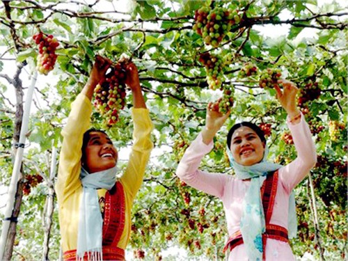 Viticultura en desarrollo ecoturístico en Ninh Thuan  - ảnh 4