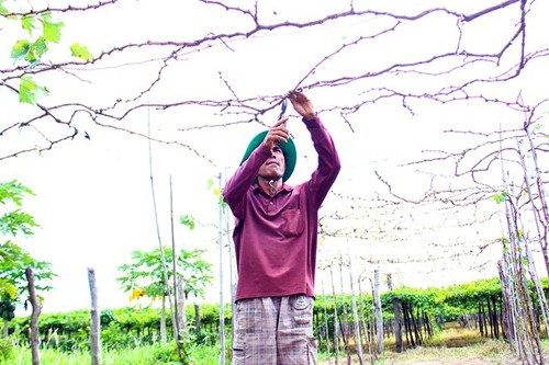 Viticultura en desarrollo ecoturístico en Ninh Thuan  - ảnh 3