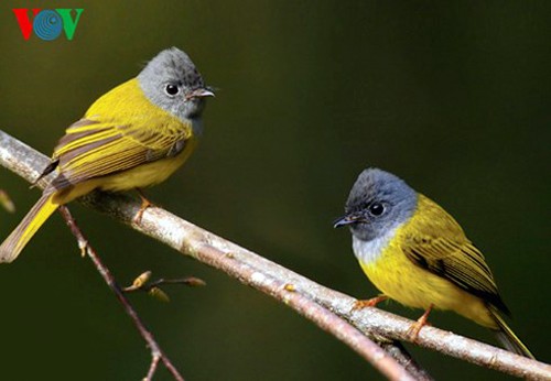 Especies de aves preciosas en Vietnam - ảnh 12