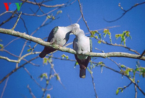 Especies de aves preciosas en Vietnam - ảnh 18