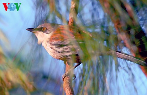 Especies de aves preciosas en Vietnam - ảnh 5