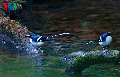 Especies de aves preciosas en Vietnam - ảnh 8