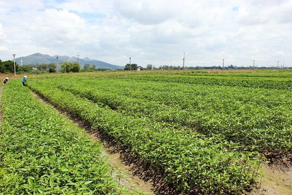 Cooperativas de nuevo estilo creará fuerza motriz para la agricultura nacional - ảnh 1