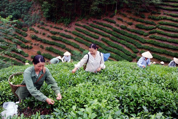 Se consolida desarrollo rural en tierra revolucionaria de Tan Trao - ảnh 2