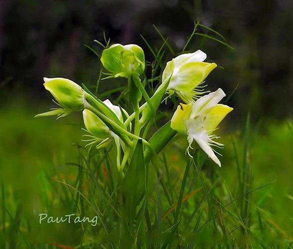 Flores raras en parque nacional Lo Go – Xa Mat  - ảnh 1