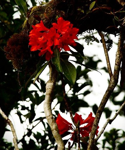 Flores raras en parque nacional Lo Go – Xa Mat  - ảnh 7