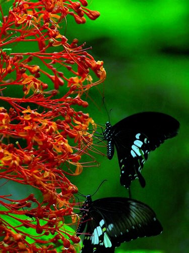 Flores raras en parque nacional Lo Go – Xa Mat  - ảnh 8