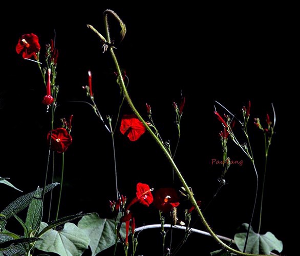 Flores raras en parque nacional Lo Go – Xa Mat  - ảnh 9