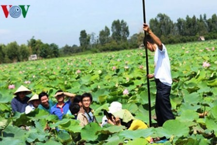 Desarrollo turístico en tierra de loto Dong Thap - ảnh 1