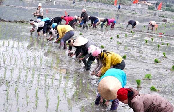 Dong Ha - primera comarca del nuevo campo en la provincia de Ha Giang - ảnh 2