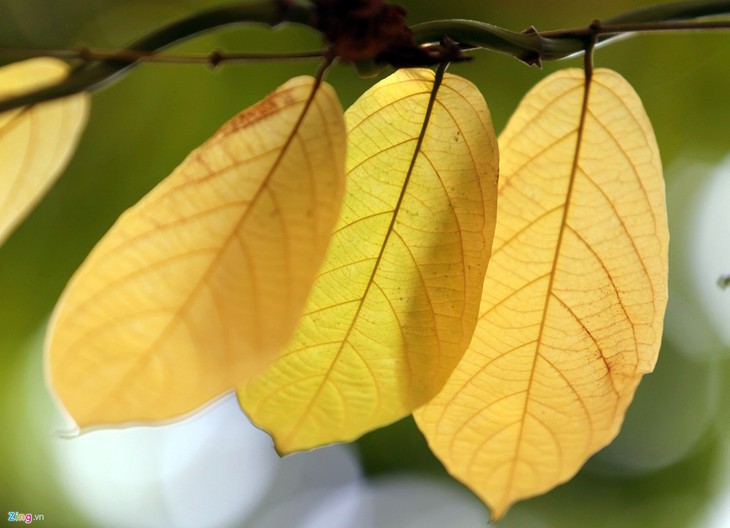 Romántica belleza de las calles hanoyenses en otoño  - ảnh 6