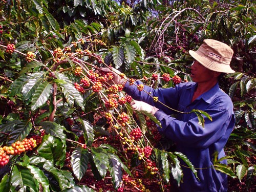 Dak Lak desarrolla la caficultura sostenible - ảnh 1