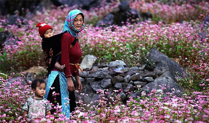 Ha Giang en temporada de flores de alforfón - ảnh 3