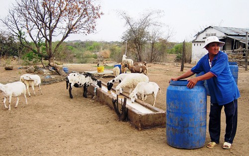 Reestructuración de ganadería orientada al desarrollo sostenible en Ninh Thuan - ảnh 1