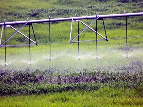 Reestructuración de ganadería orientada al desarrollo sostenible en Ninh Thuan - ảnh 3