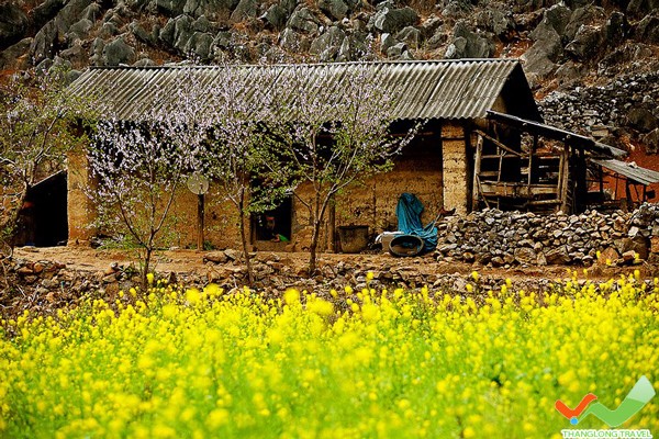 Meseta kárstica de Dong Van, belleza salvaje y magnífica - ảnh 2