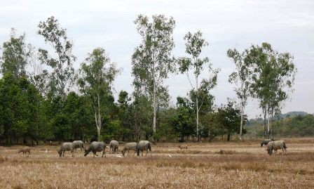 Dinamarca respaldará Vietnam en la protección de biodiversidad  - ảnh 1