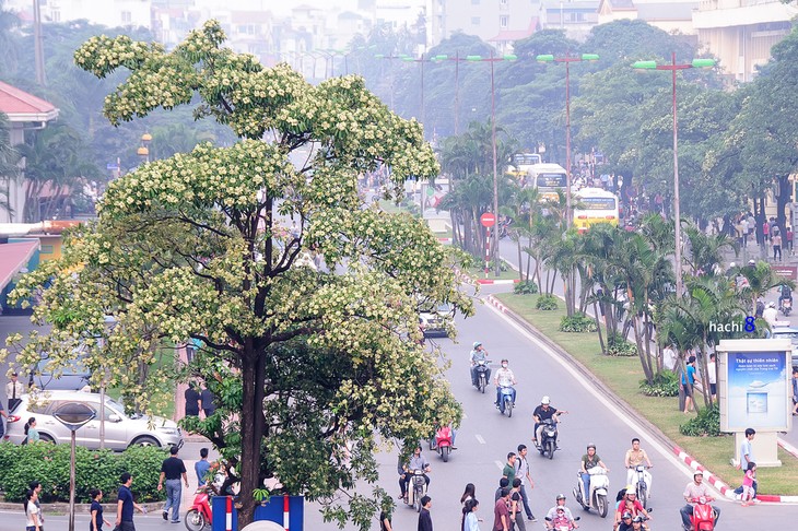 El otoño de Hanoi y la “flor de leche” - ảnh 1