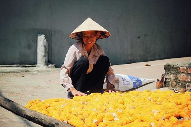 La aldea antigua de Duong Lam en otoño - ảnh 4