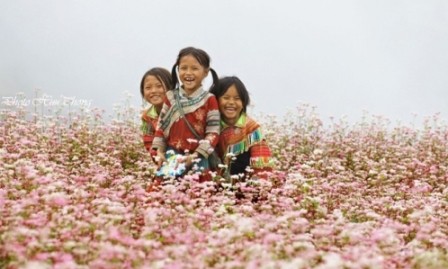 Inaugurado Festival de Flores de Alforfón en Dong Van, Ha Giang - ảnh 1