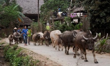 Pacífica comuna Tha de Ha Giang - ảnh 3