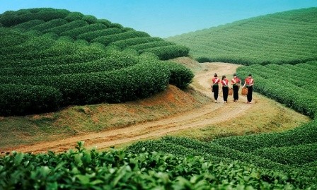 Tierra alta de Moc Chau, destino atractivo para los turistas los fines de semana - ảnh 1