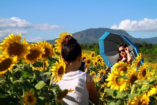 Temporada de girasoles en tierra alta Lam Dong  - ảnh 10