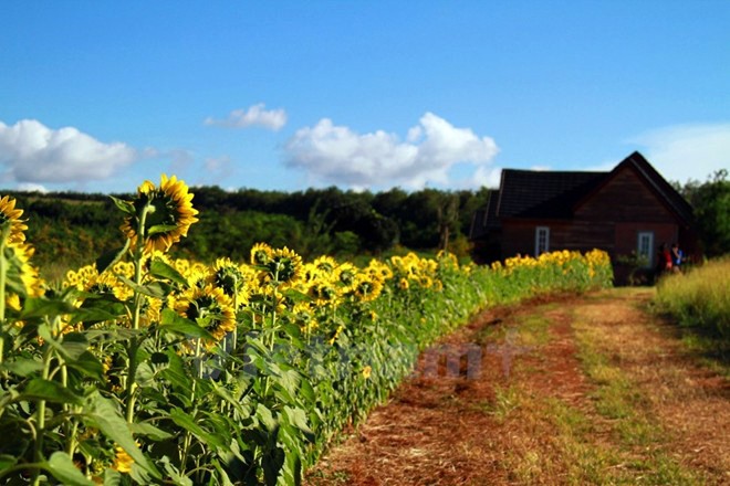 Temporada de girasoles en tierra alta Lam Dong  - ảnh 11