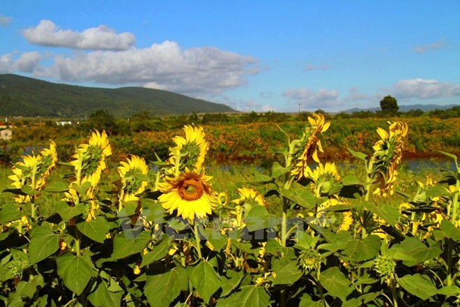 Temporada de girasoles en tierra alta Lam Dong  - ảnh 12