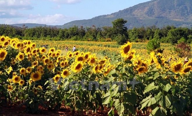 Temporada de girasoles en tierra alta Lam Dong  - ảnh 2