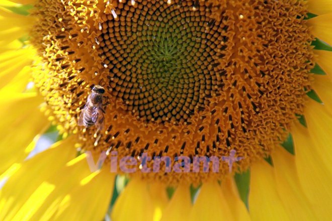 Temporada de girasoles en tierra alta Lam Dong  - ảnh 3