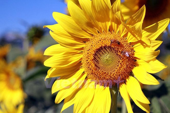 Temporada de girasoles en tierra alta Lam Dong  - ảnh 4