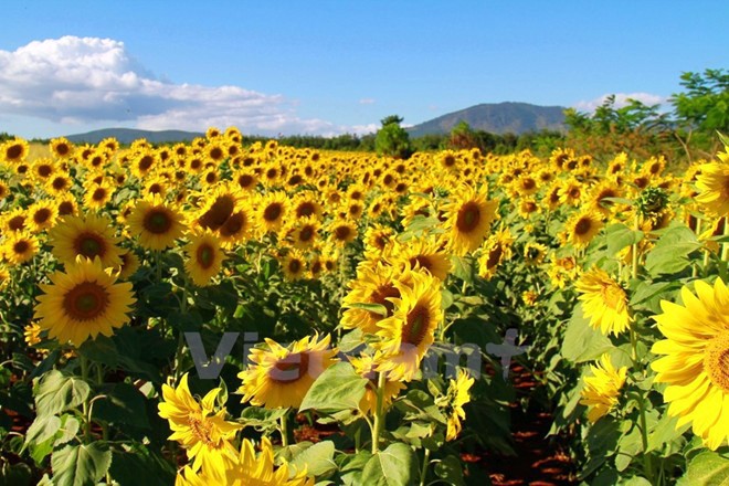 Temporada de girasoles en tierra alta Lam Dong  - ảnh 5