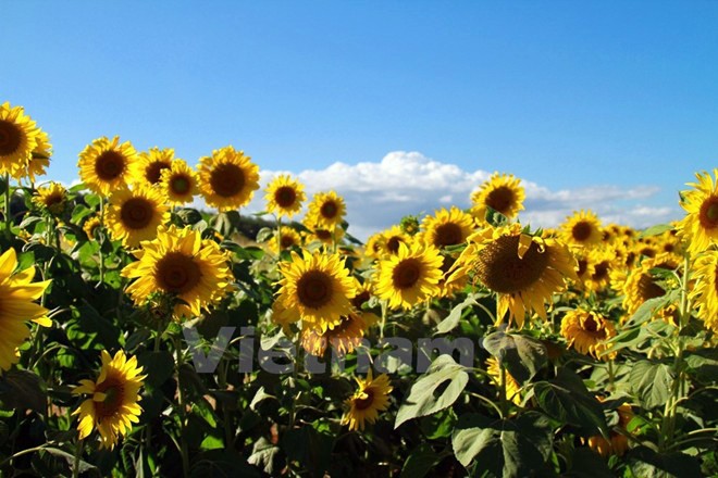 Temporada de girasoles en tierra alta Lam Dong  - ảnh 6